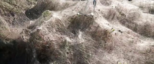 En Grecia decenas de arañas construyen telaraña gigante En Grecia decenas de arañas construyen telaraña gigante