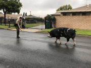 La policia captura un cerdo con doritos La policia captura un cerdo con doritos