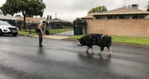 La policia captura un cerdo con doritos La policia captura un cerdo con doritos