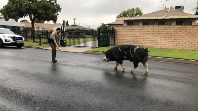 La policia captura un cerdo con doritos La policia captura un cerdo con doritos