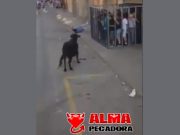 Los peligros de los encierros taurinos Los peligros de los encierros taurinos