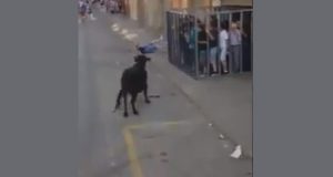 Los peligros de los encierros taurinos Los peligros de los encierros taurinos