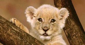 Cachorro de león encontrado en un garaje de Francia Cachorro de león encontrado en un garaje de Francia