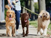 China prohíbe pasear a los perros por el día China prohíbe pasear a los perros por el día
