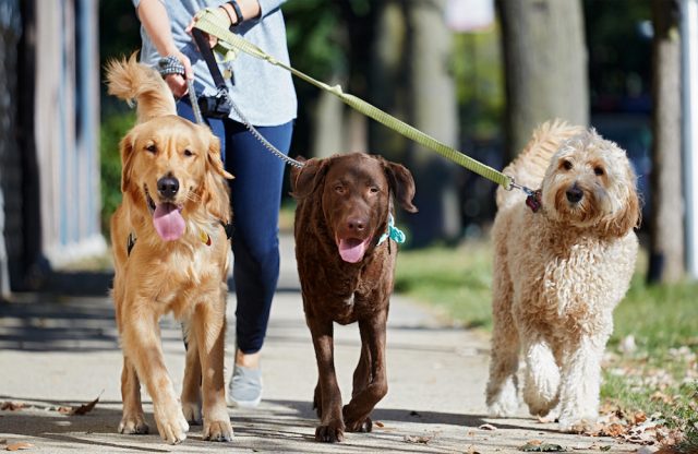 China prohíbe pasear a los perros por el día China prohíbe pasear a los perros por el día
