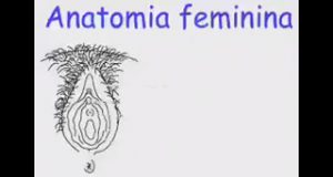 Clases de anatomía femenina – Aprende fácilmente Clases de anatomía femenina - Aprende fácilmente