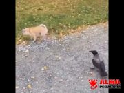 El amigo cabrón haciendo de las suyas El amigo cabrón haciendo de las suyas