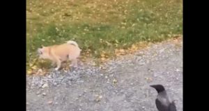 El amigo cabrón haciendo de las suyas El amigo cabrón haciendo de las suyas