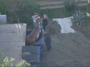 Caballo atrapado en contenedor de basura Noticia viral de un Caballo atrapado en contenedor de basura
