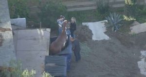Caballo atrapado en contenedor de basura Noticia viral de un Caballo atrapado en contenedor de basura