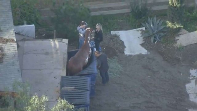 Noticia viral de un Caballo atrapado en contenedor de basura Noticia viral de un Caballo atrapado en contenedor de basura