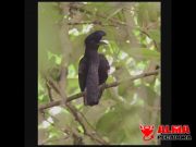 Vas a flipar con el pájaro de Nacho Vidal Vas a flipar con el pájaro de Nacho Vidal