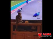 Cuando descubres que tu gato es satanás Cuando descubres que tu gato es satanás