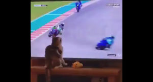 Cuando descubres que tu gato es satanás Cuando descubres que tu gato es satanás