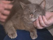 Imagina encontrar a tu gato 10 años más tarde Imagina encontrar a tu gato 10 años más tarde