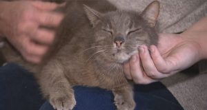 Imagina encontrar a tu gato 10 años más tarde Imagina encontrar a tu gato 10 años más tarde