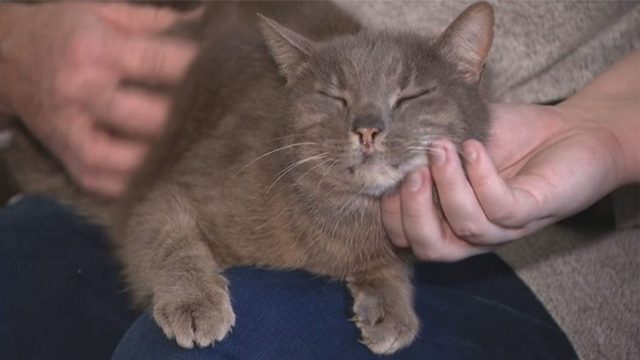 Imagina encontrar a tu gato 10 años más tarde Imagina encontrar a tu gato 10 años más tarde