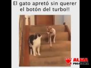 Videos divertidos de perros y gatos Videos divertidos de perros y gatos