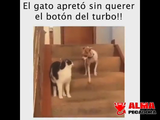 Videos divertidos de perros y gatos Videos divertidos de perros y gatos