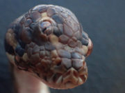 Serpiente de 3 ojos encontrada en Australia Serpiente de 3 ojos encontrada en Australia