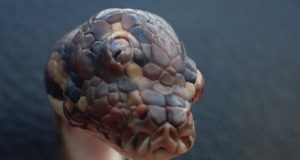 Serpiente de 3 ojos encontrada en Australia Serpiente de 3 ojos encontrada en Australia