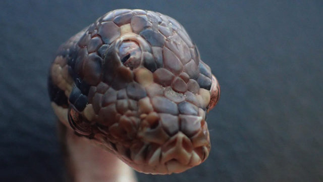 Serpiente de 3 ojos encontrada en Australia