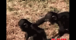 Bromas entre hermanos muy divertidas Bromas entre hermanos muy divertidas
