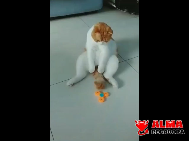 Luego dicen que los gatos no son inteligentes Luego dicen que los gatos no son inteligentes