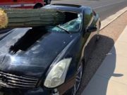 Un cactus le atraviesa el parabrisas Un cactus le atraviesa el parabrisas