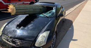 Un cactus le atraviesa el parabrisas Un cactus le atraviesa el parabrisas