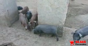Cuidado que vienen los políticos Cuidado que vienen los políticos