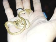 NOTICIAS RARAS – Encuentran en Bali una serpiente con dos cabezas NOTICIAS RARAS - Encuentran en Bali una serpiente con dos cabezas