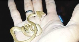 NOTICIAS RARAS – Encuentran en Bali una serpiente con dos cabezas NOTICIAS RARAS - Encuentran en Bali una serpiente con dos cabezas