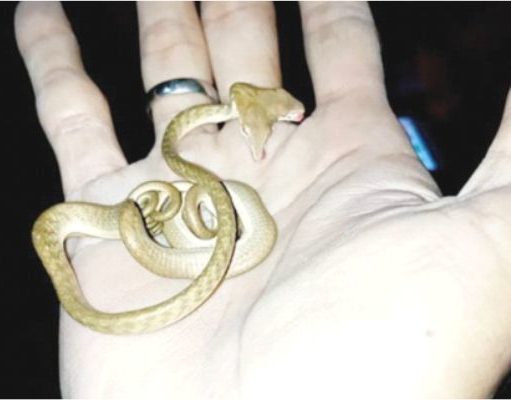 NOTICIAS RARAS – Encuentran en Bali una serpiente con dos cabezas NOTICIAS RARAS - Encuentran en Bali una serpiente con dos cabezas