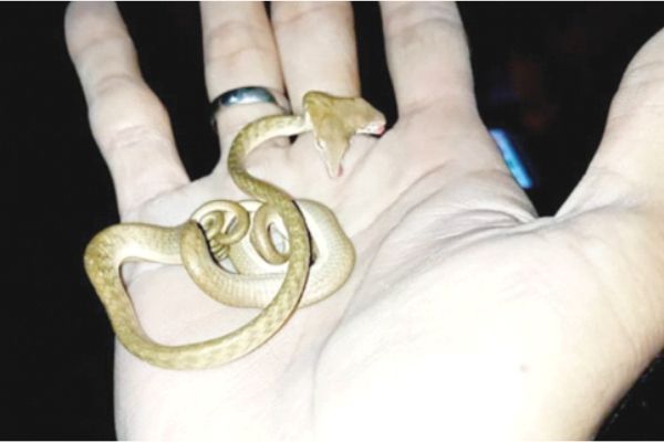 NOTICIAS RARAS - Encuentran en Bali una serpiente con dos cabezas NOTICIAS RARAS - Encuentran en Bali una serpiente con dos cabezas