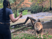 Salta la valla del zoo y baila junto a un león Salta la valla del zoo y baila junto a un león