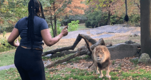 Salta la valla del zoo y baila junto a un león Salta la valla del zoo y baila junto a un león
