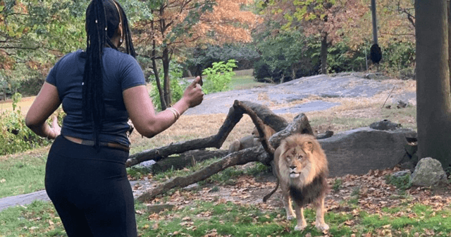 Salta la valla del zoo y baila junto a un león Salta la valla del zoo y baila junto a un león