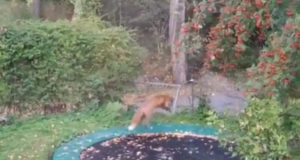 Un zorro descubre lo divertido que es saltar en una cama elástica Un zorro descubre lo divertido que es saltar en una cama elástica