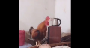 El mejor despertador del mundo El mejor despertador del mundo